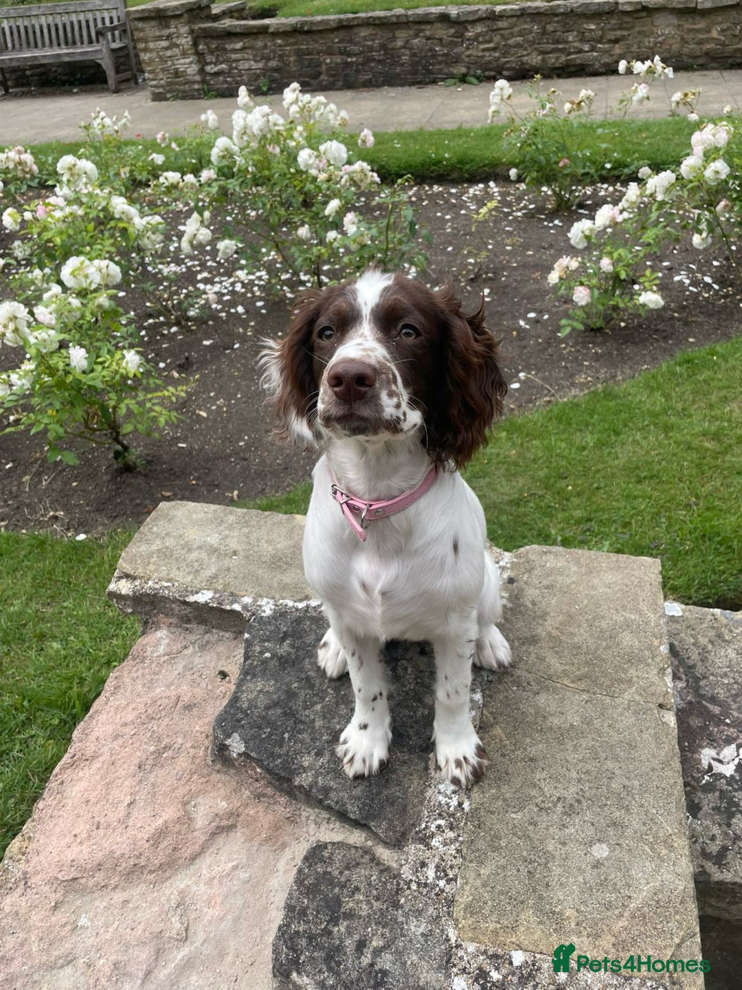 Mixed Breed dogs for sale: 6 month springer - Image 1