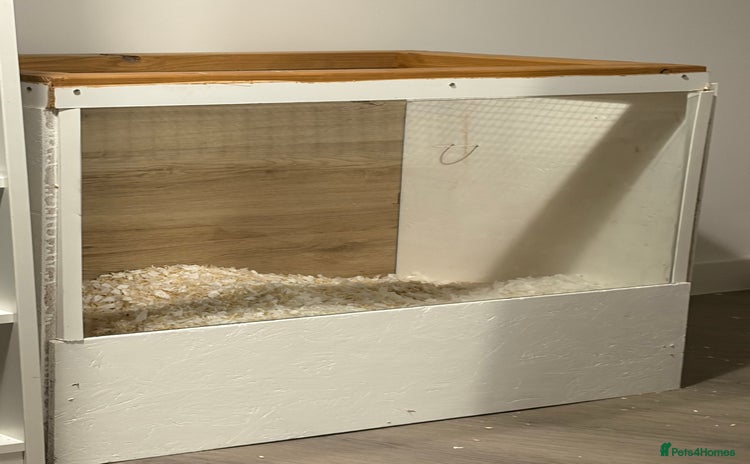 Gerbil rodents - Advert 12