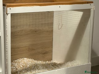 Gerbil rodents - Advert 2