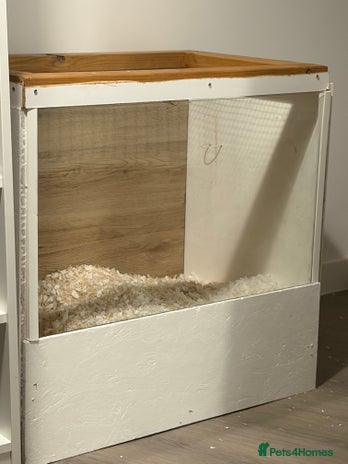 Gerbil rodents - Advert 1