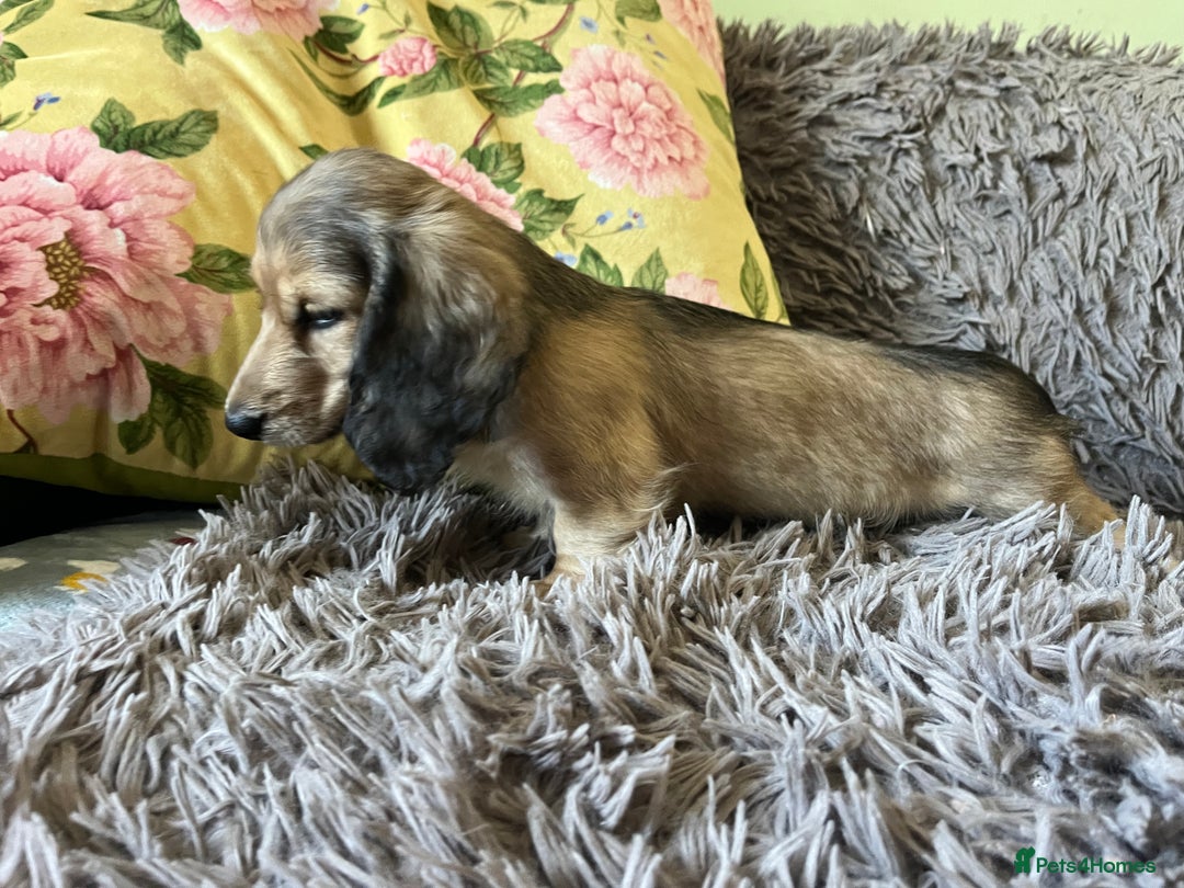 Miniature Dachshund dogs for sale: KCreg Mini Long Haired Dachshund LAST GIRL - Image 4