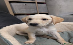 Labrador Retriever dogs for sale: Male Labrador Puppy - Image 1