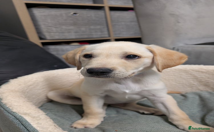 Labrador Retriever dogs - Advert 11
