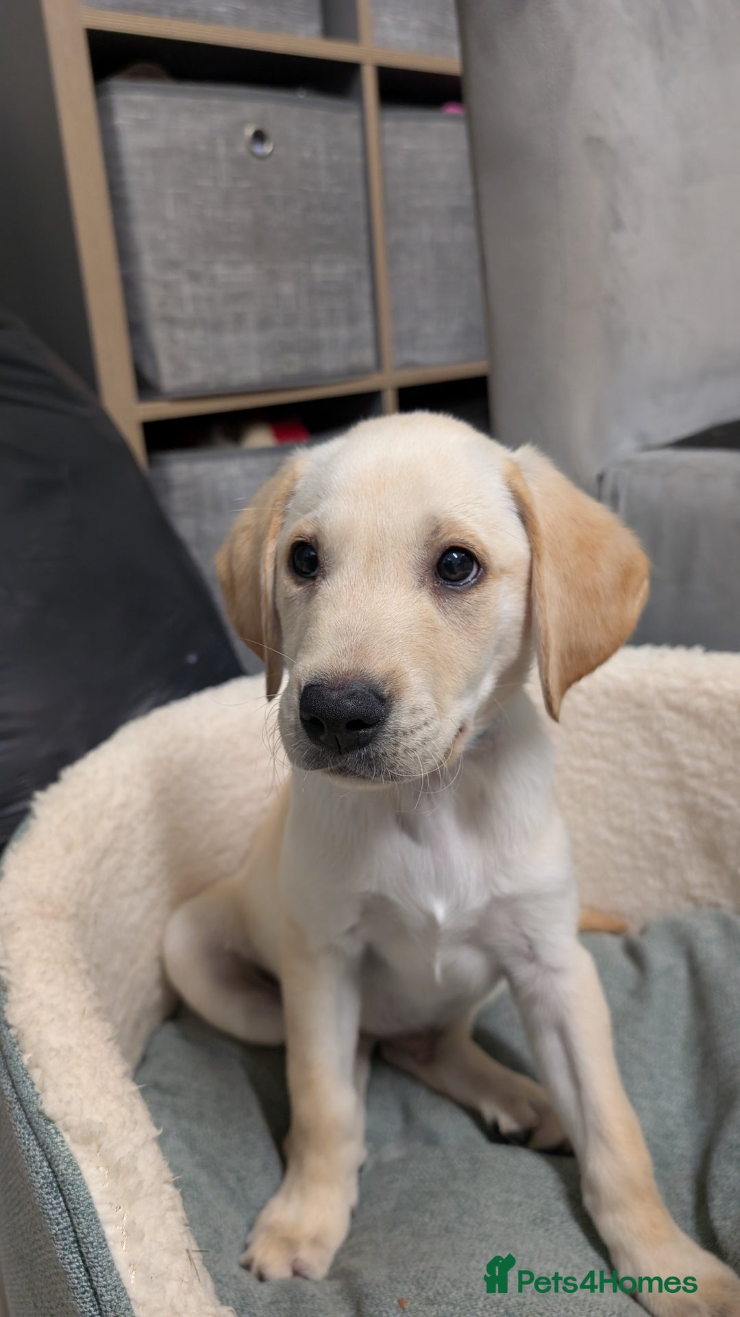 Labrador Retriever dogs for sale: Male Labrador Puppy - Image 1