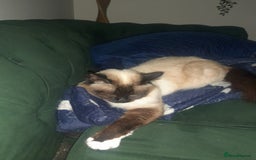 Birman cats for sale: Beautiful bonded cats, Birman and ragdoll females - Image 10
