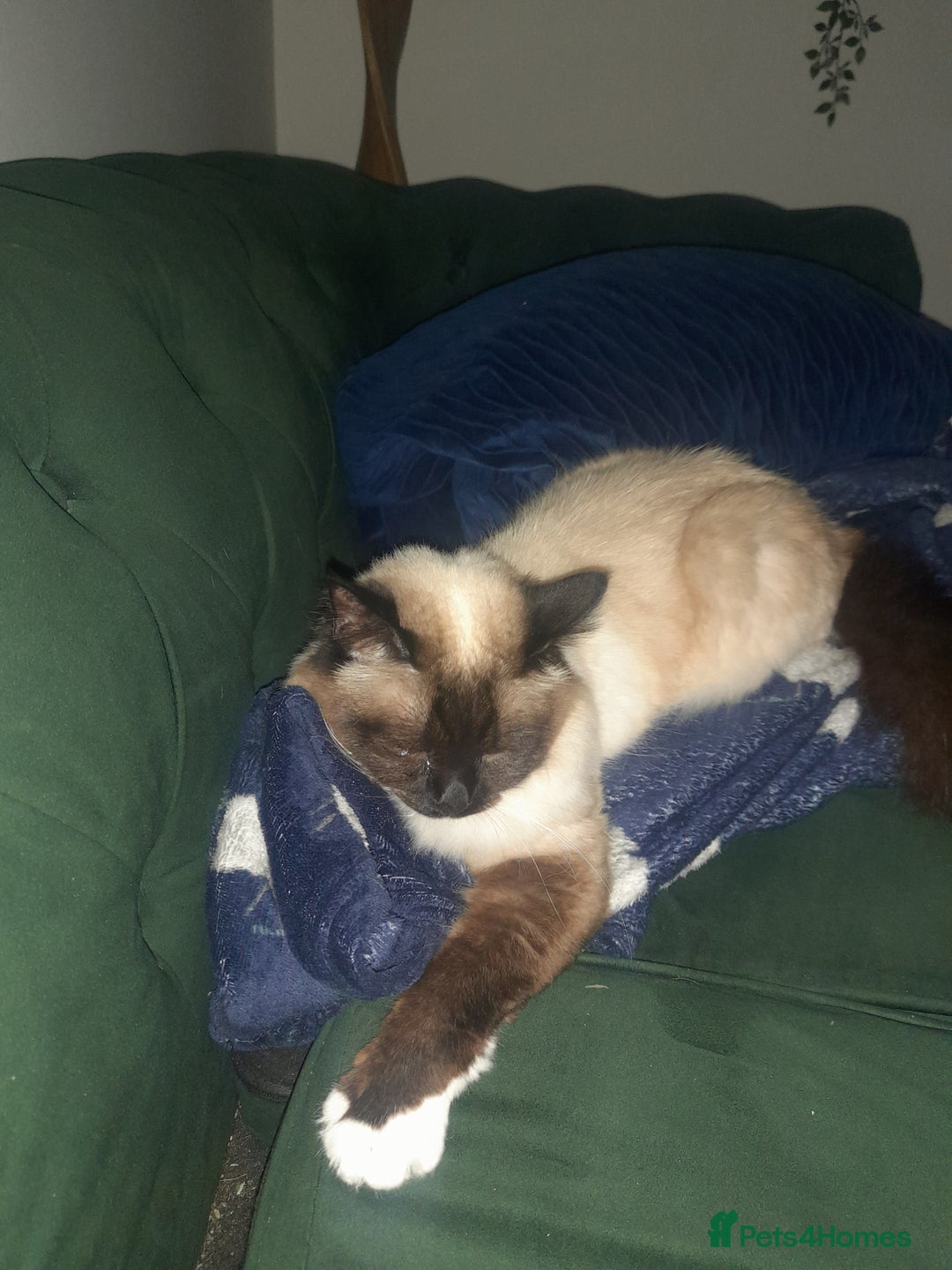 Birman cats for sale: Beautiful bonded cats, Birman and ragdoll females - Image 10