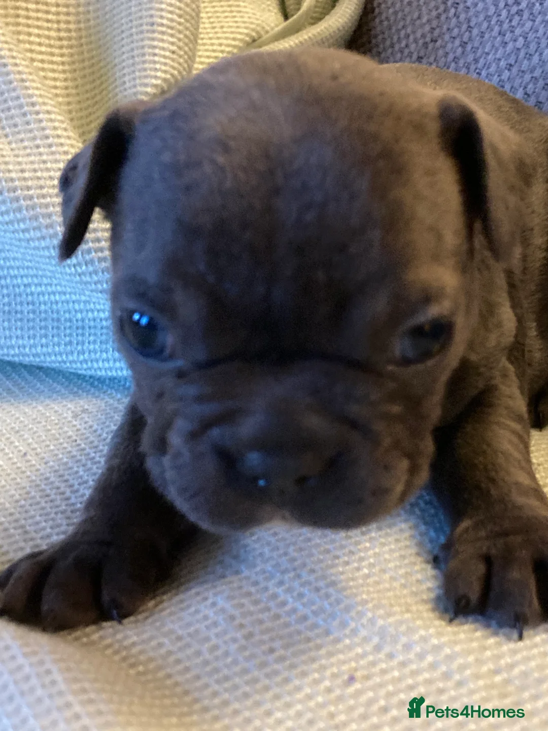 French Bulldog dogs for sale: French Bulldog puppies in Ellesmere - Advert 6
