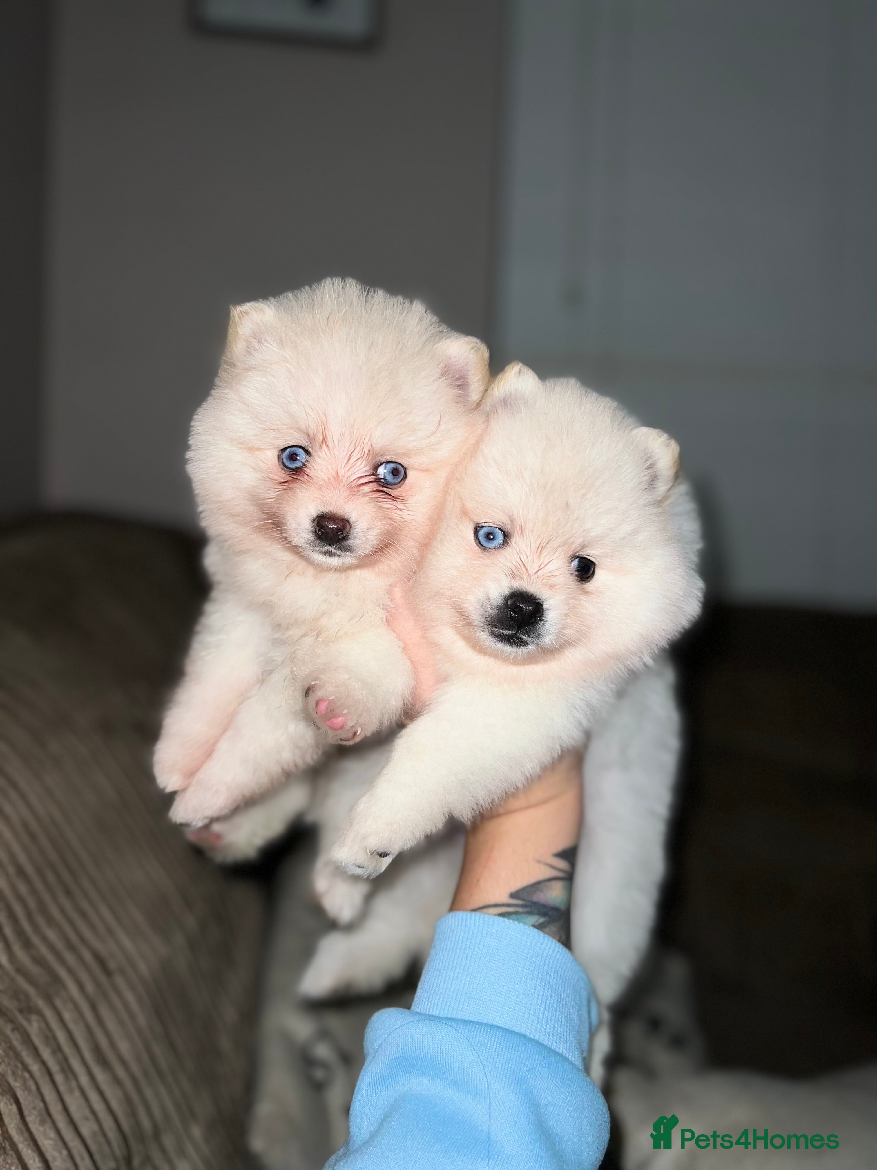 Pomsky dogs F4 Toy Pomsky Puppies - Advert 2