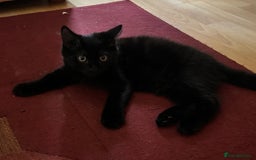 Mixed Breed cats for sale: 3 Kittens ready ASAP  - Image 11