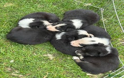 Border Collie dogs for sale: Border collie puppies for sale  - Image 10