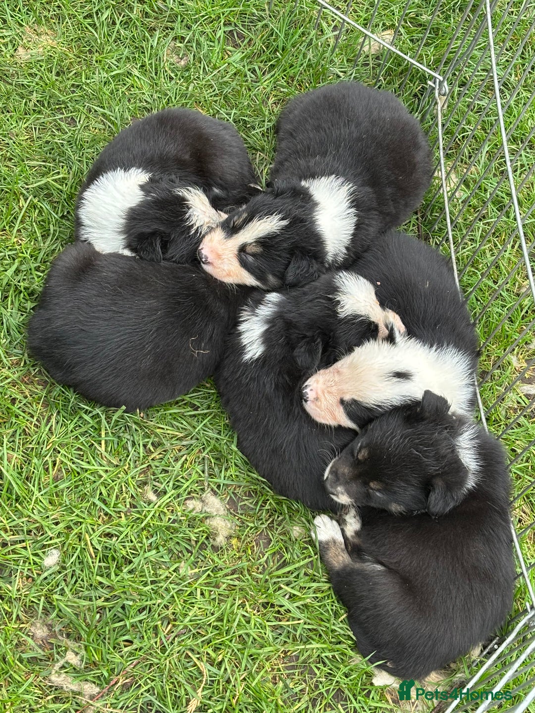 Border Collie dogs for sale: Border collie puppies for sale  - Image 10