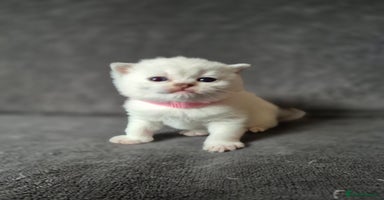 British Shorthair cats Pedigree silver colourpoint kittens - Advert 1