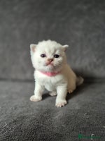 British Shorthair cats Pedigree silver colourpoint kittens - Advert 3