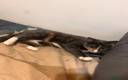 Mixed Breed cats for sale: 5 Mixed breed kittens for sale - Image 4