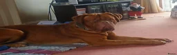 Dogue De Bordeaux dogs for sale: Dogue de bordeaux Male - Advert 9