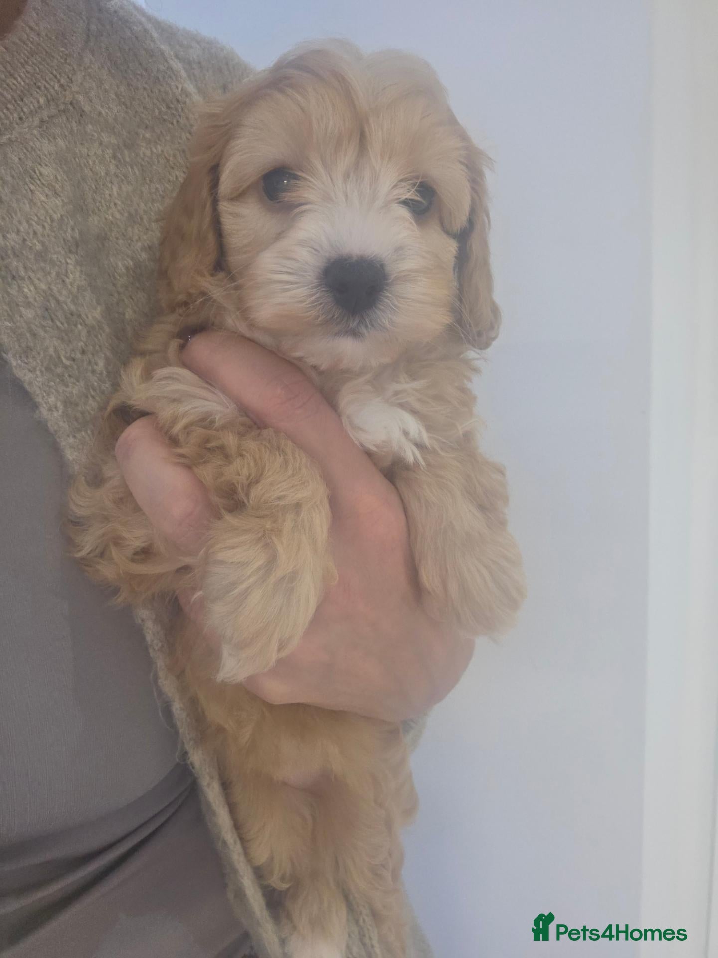 Cavapoo dogs Beautiful f1b cavapoo babies - Advert 1