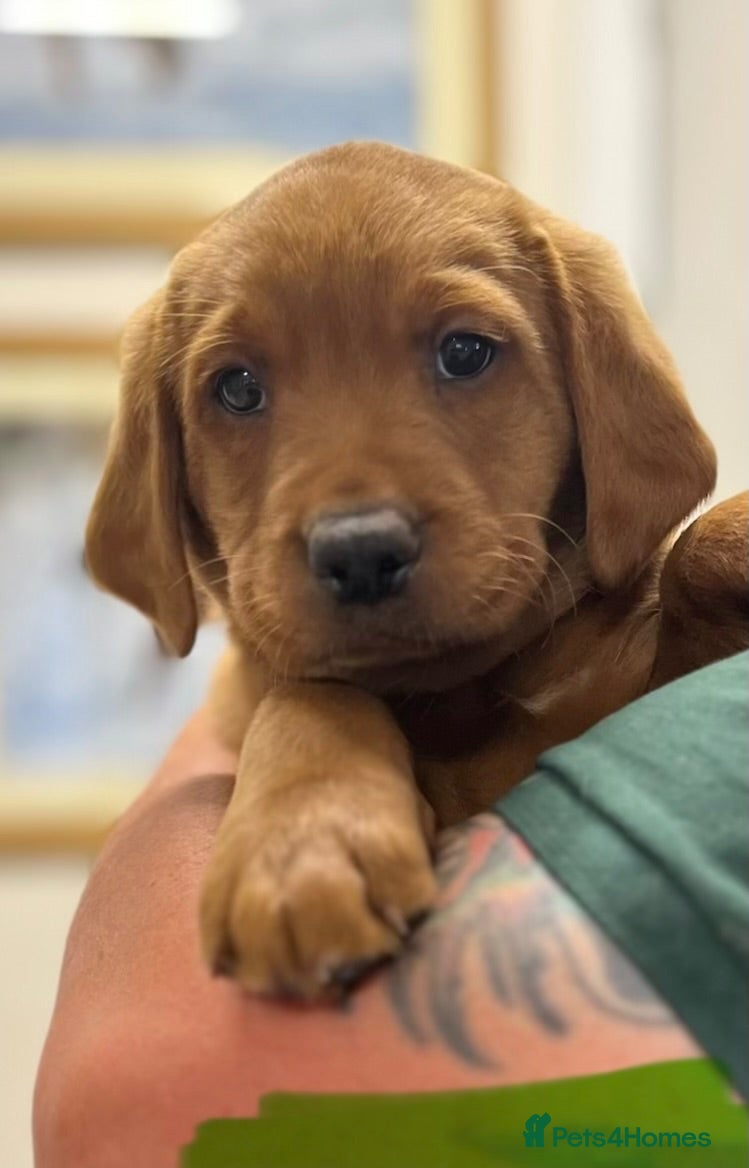Labrador Retriever dogs Fully Health Tested, Outstanding Dark Red Puppies - Advert 1