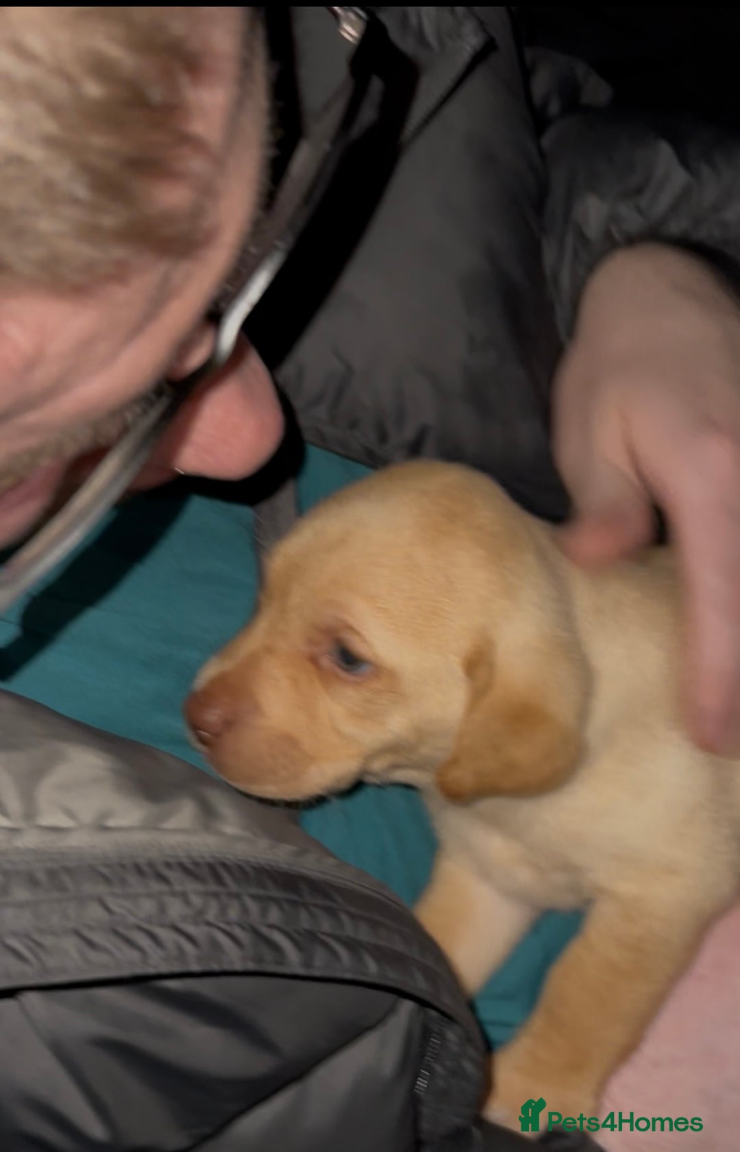 Labrador Retriever dogs for sale: Labrador Puppies - Advert 20