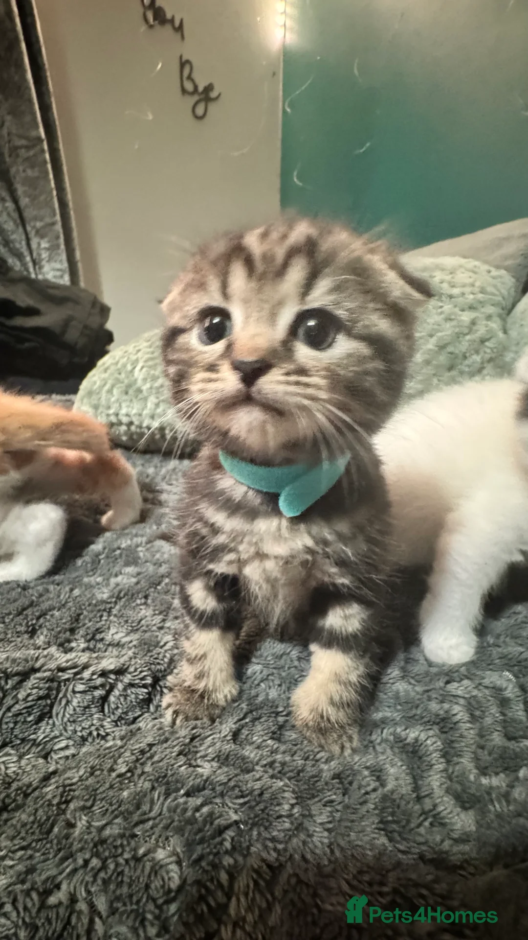 Scottish Fold cats for sale: Scottish fold x domestic kittens  - Advert 3