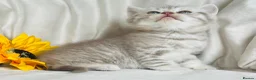 British Shorthair cats for sale: Rare chocolate spotty kittens - Advert 19