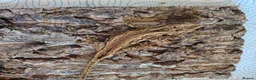 Gecko reptiles for sale: Gargoyle geckos - Advert 5