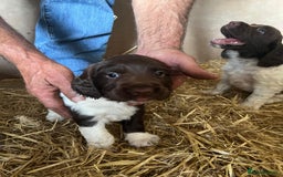 English Springer Spaniel dogs for sale: Liver and White Springer Spaniel Puppies - Image 5