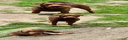 Patterjack dogs for sale: Patterjack terriers  - Advert 1