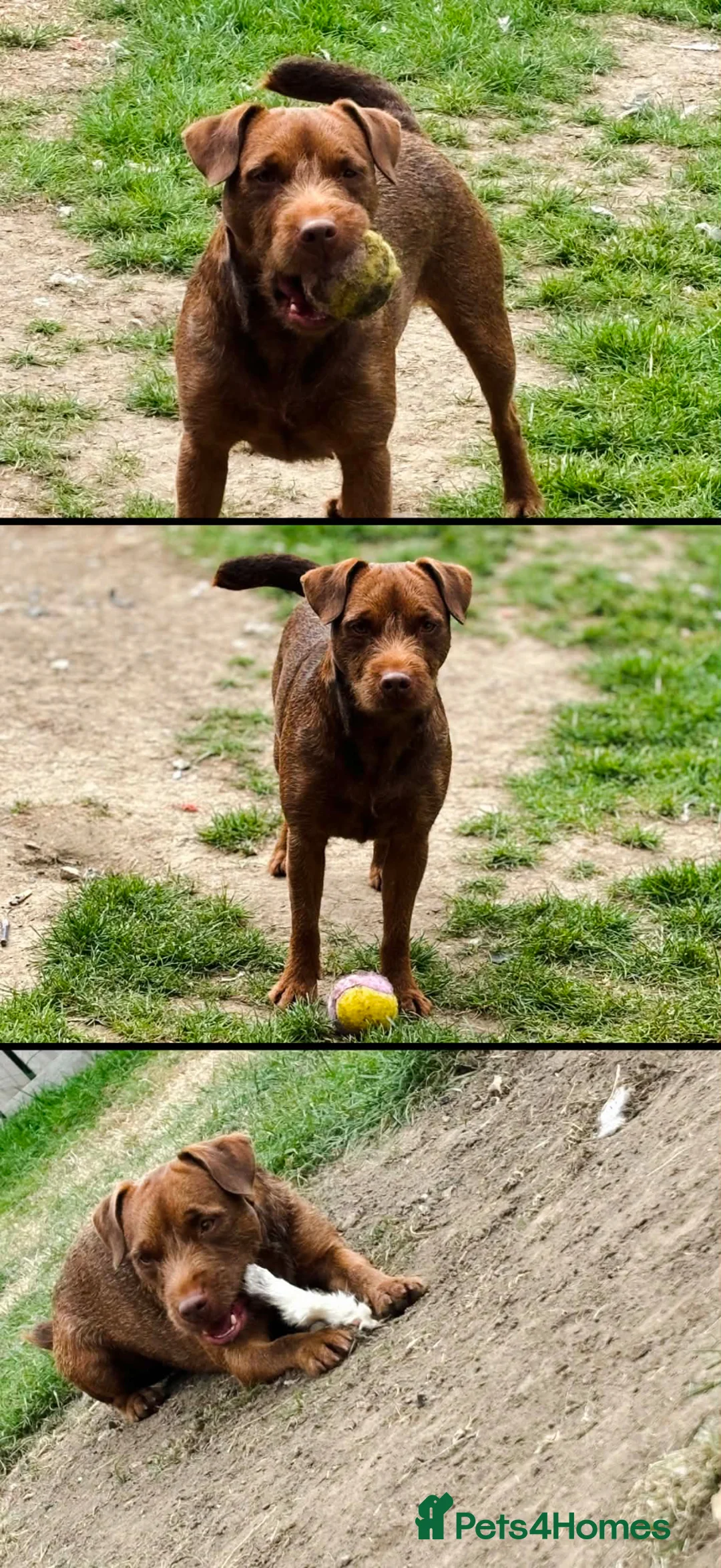 Patterjack dogs for sale: Patterjack terriers  - Advert 1