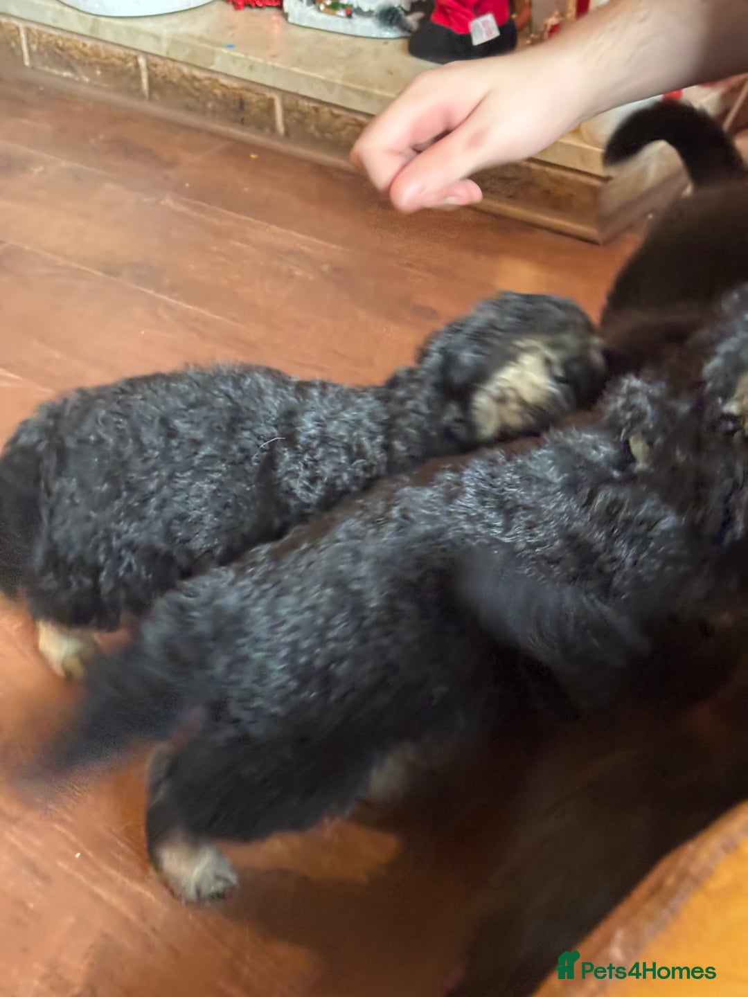 German Shepherd dogs for sale: German Shepherd puppies - Advert 29