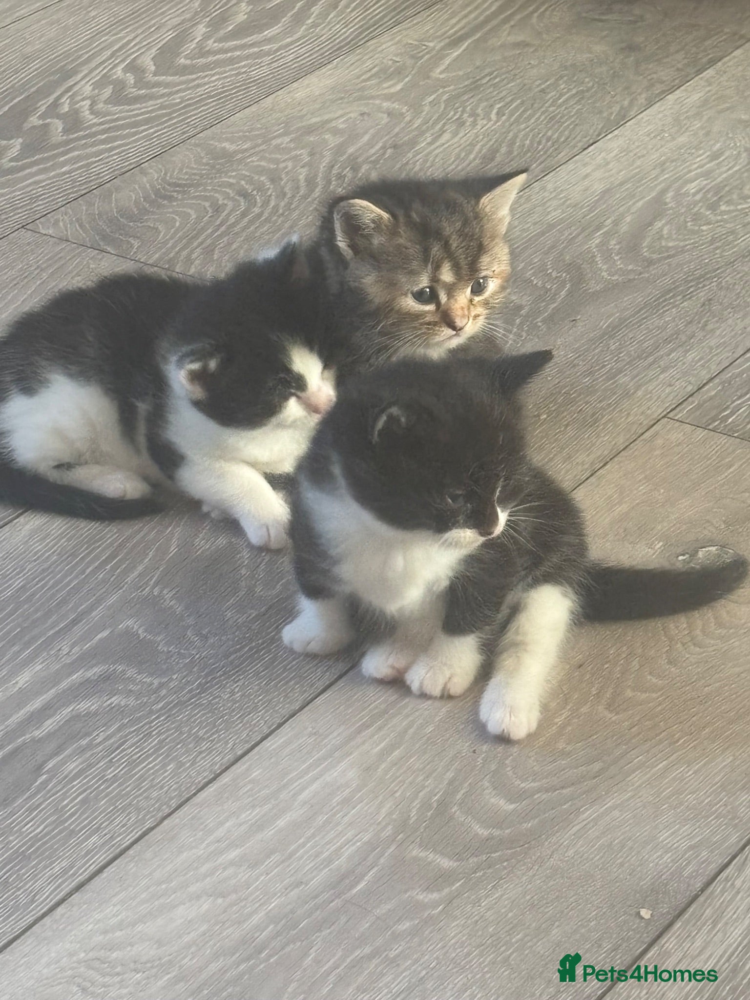 Mixed Breed cats Two black and white female cats  - Advert 2