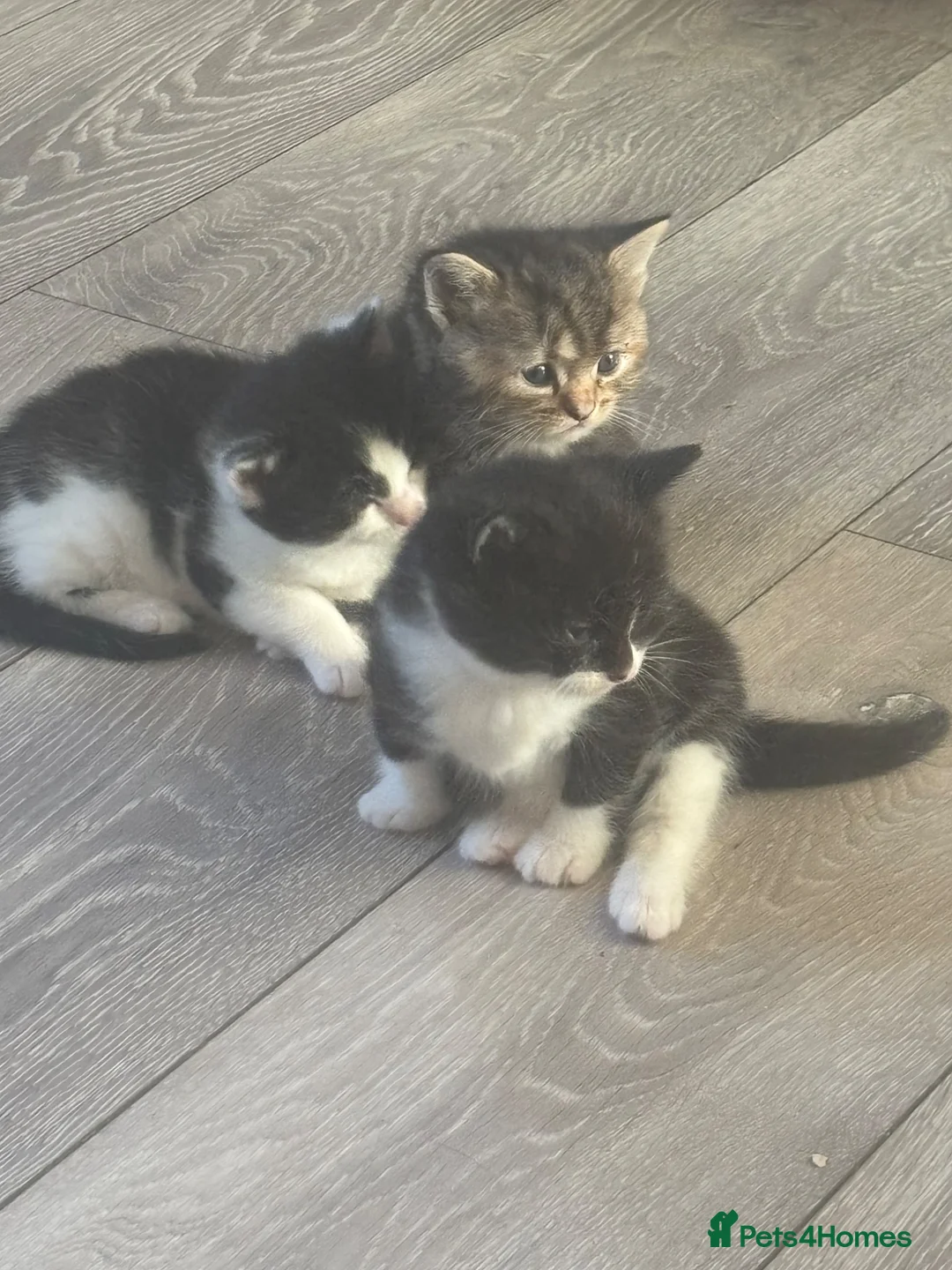 Mixed Breed cats for sale: Two black and white female cats  - Advert 1