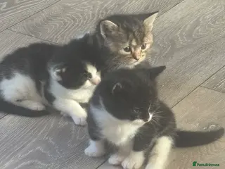 Mixed Breed cats Two black and white female kittens 10 weeks old - Advert 1