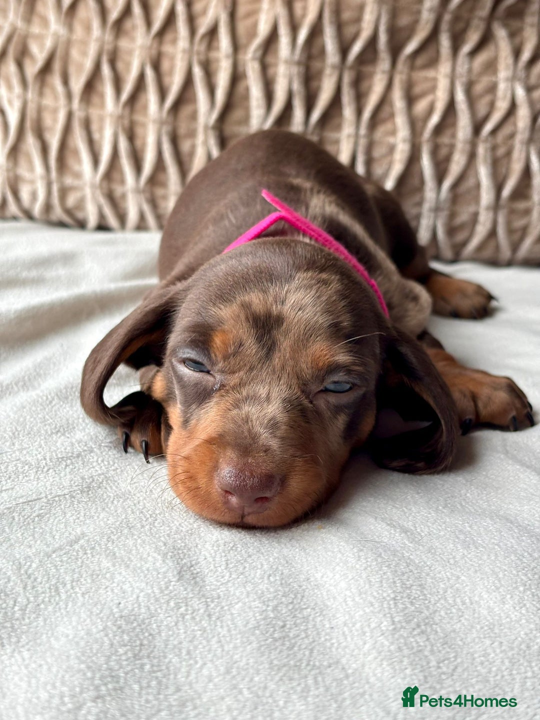 Miniature Dachshund dogs for sale: For Sale Adorable Miniature Dachshund puppies - Advert 4