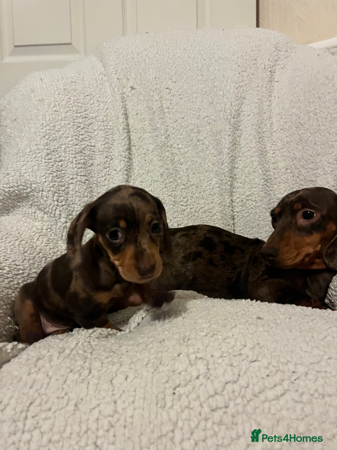 Miniature Dachshund dogs for sale: Beautiful Miniature dachshunds🐶🤎 - Advert 25