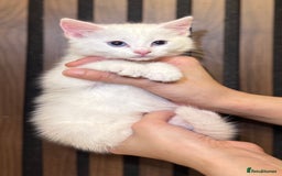 British Shorthair cats for sale: 🎃The Jack Frost Litter–Frost & Pumpkin Whiskers❄️ - Image 16