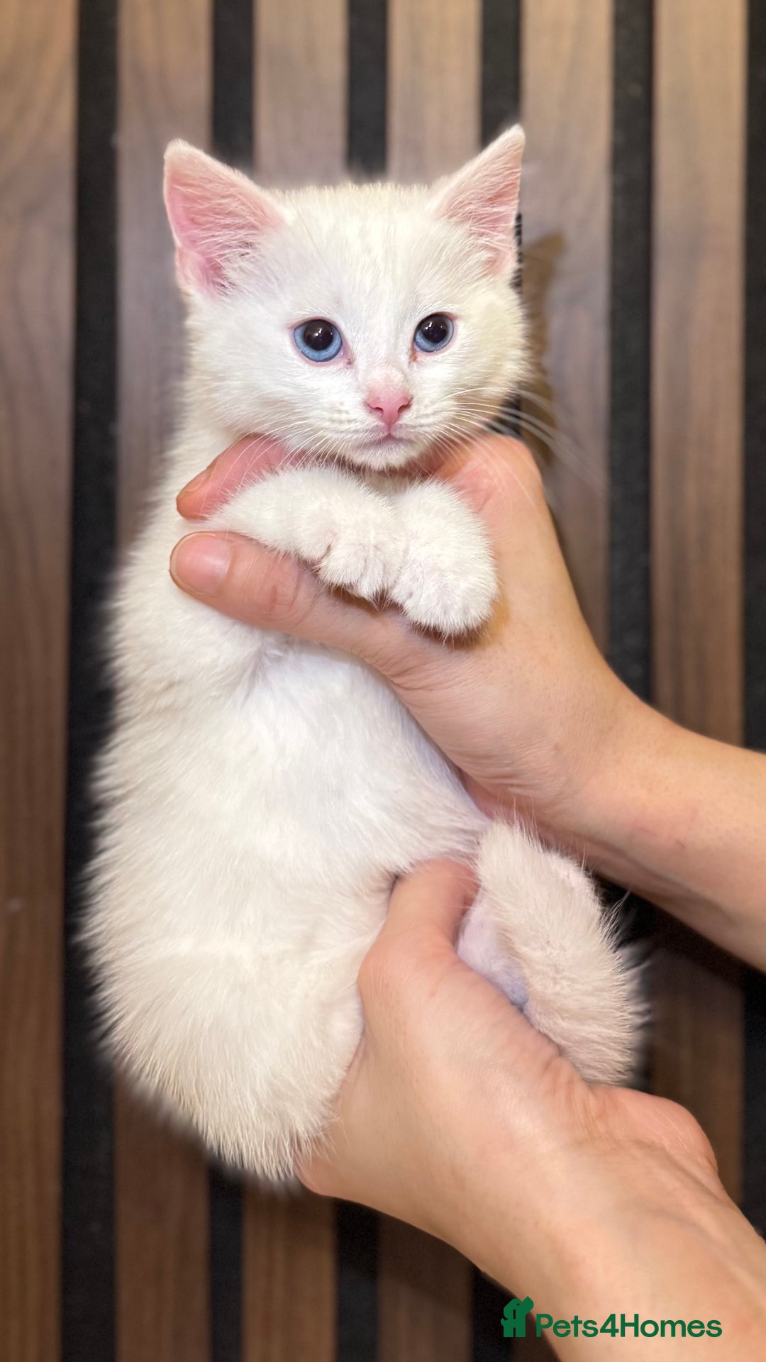 British Shorthair cats for sale: 🎃The Jack Frost Litter–Frost & Pumpkin Whiskers❄️ - Image 16