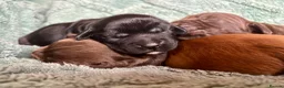 Cocker Spaniel dogs for sale: KC working cocker puppies 🖤girl & ❤️boy left - Advert 29