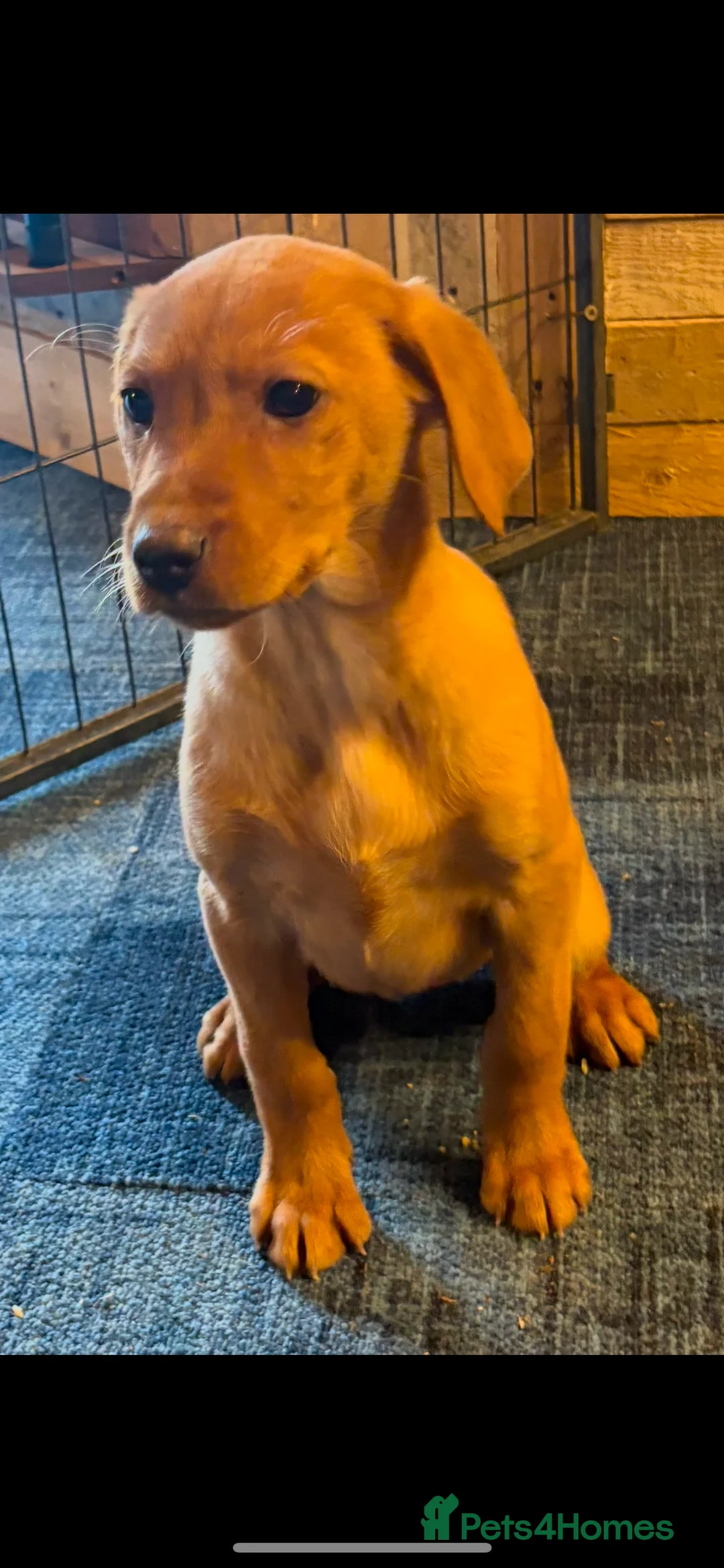 Labrador Retriever dogs for sale: Red Labrador puppies  - Advert 7