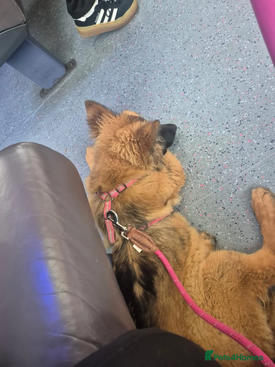 German Shepherd dogs for stud: Stunning German Shepherd stud only - Advert 12