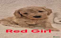 Cockapoo dogs for sale: Cockapoo Puppies!DNA tested parents! - Advert 6