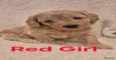 Cockapoo dogs Cockapoo Puppies!DNA tested parents! - Advert 16