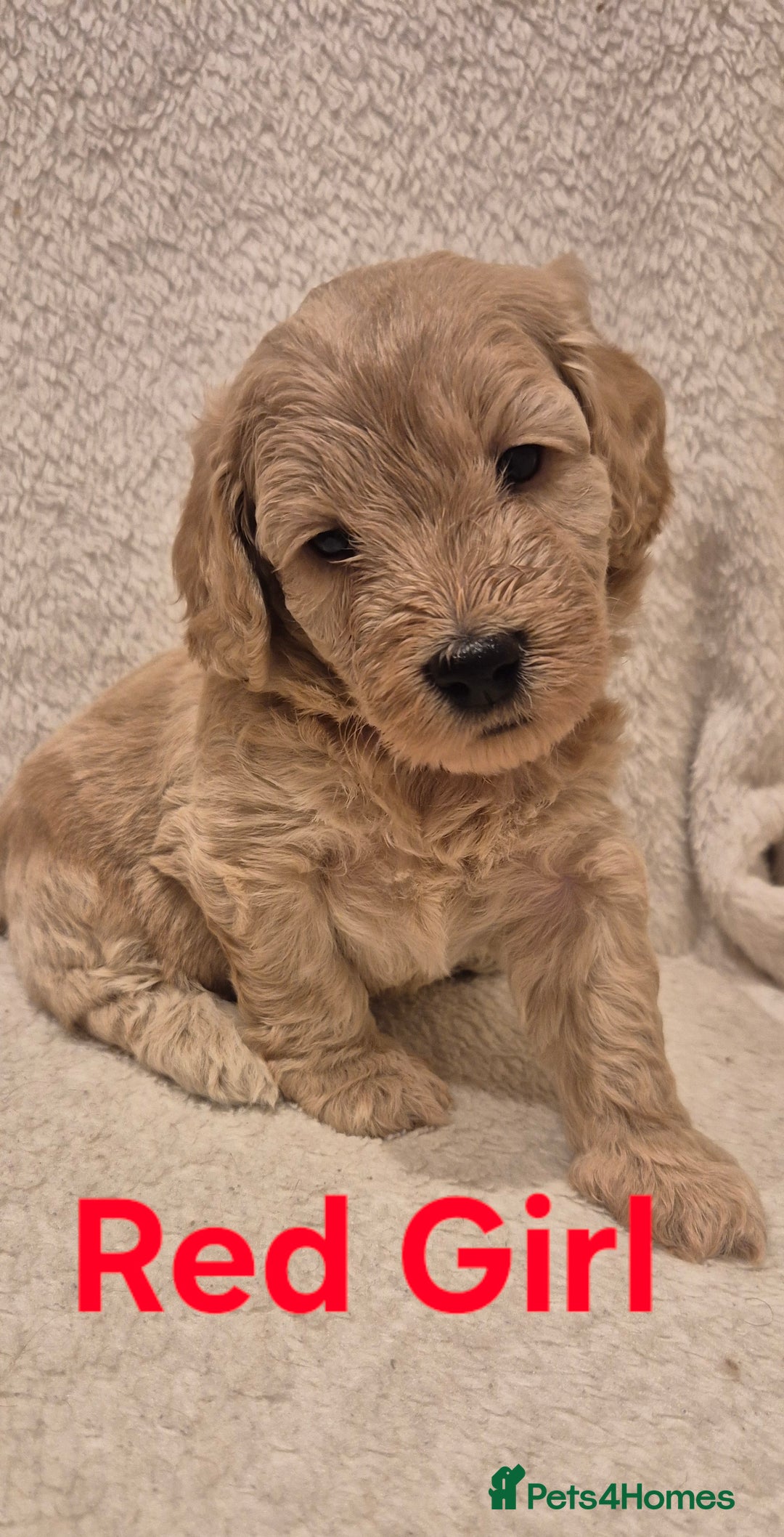 Cockapoo dogs for sale: Cockapoo Puppies!DNA tested parents! - Advert 6