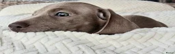 Miniature Dachshund dogs for sale: Whitney - Advert 26