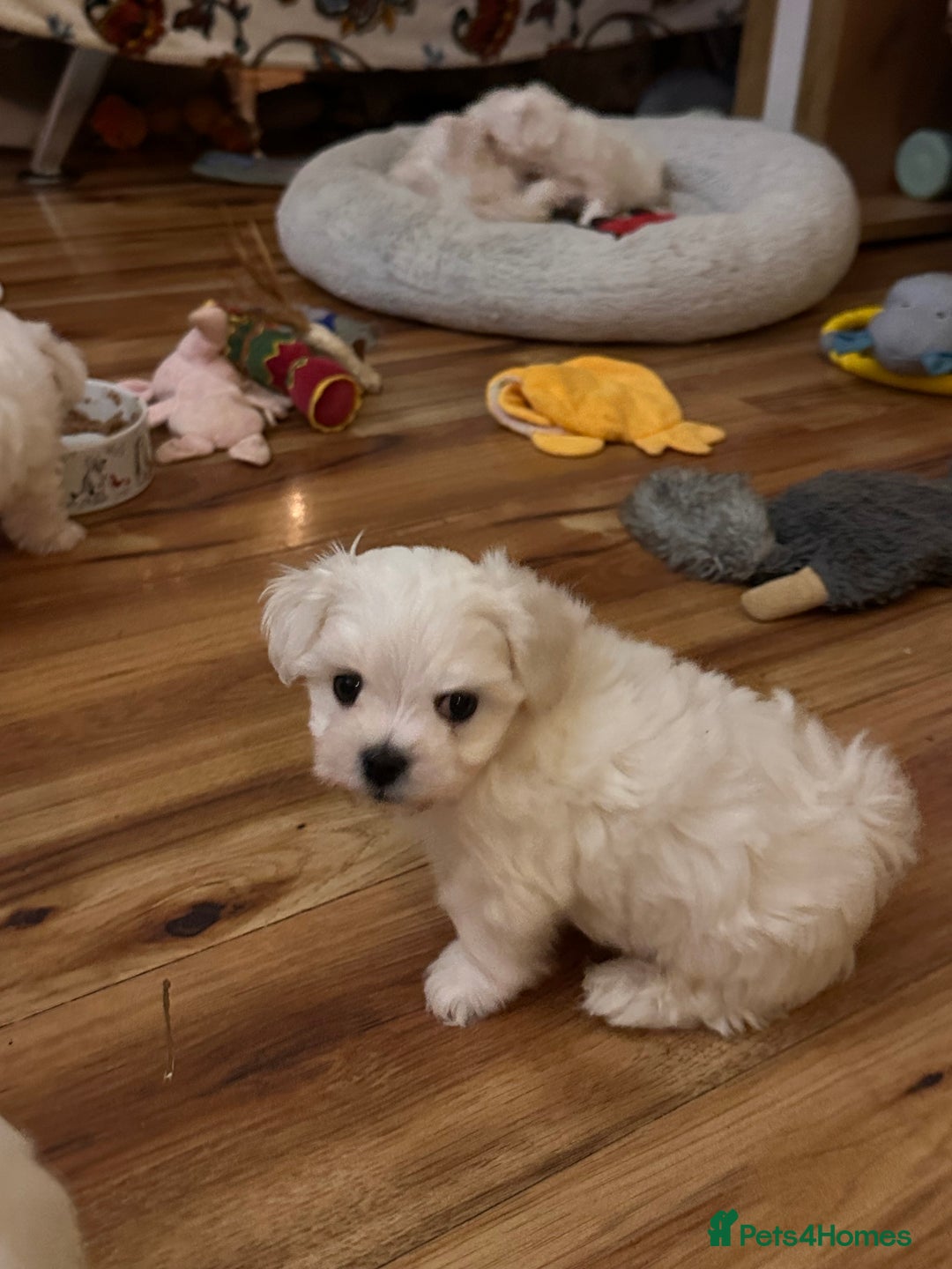Maltese dogs for sale:  Beautiful maltese - Advert 3