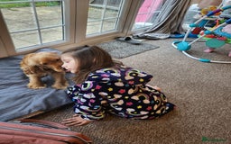 Cocker Spaniel dogs for sale: Meet Daisy – looking for her forever home❤️ - Advert 34