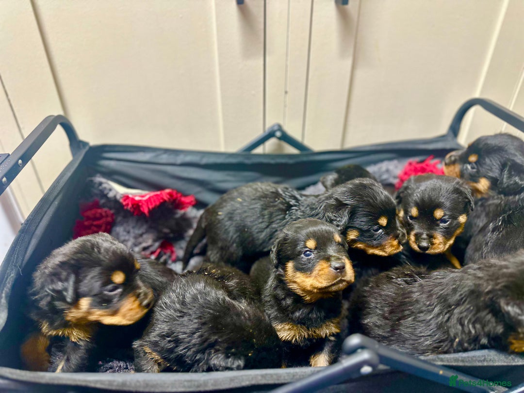 Rottweiler dogs for sale: Stunning Rottweiler puppies 🐶  - Image 22