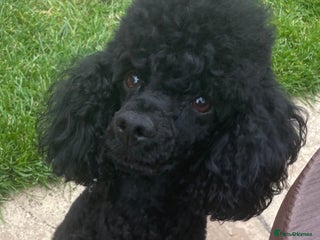 Toy Poodle dogs in Mexborough - Advert 34