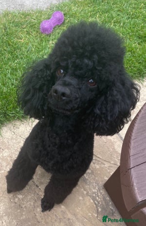 Toy Poodle dogs in Mexborough - Advert 1