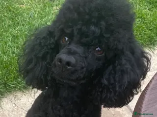Toy Poodle dogs Toy poodle for stud - PROVEN - Fully DNA tested - Advert 2