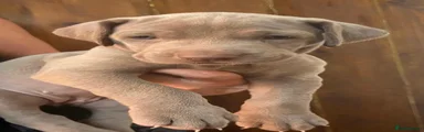 Weimaraner 10